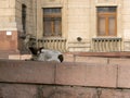 Almaty, Kazakhstan, homeless dog Royalty Free Stock Photo
